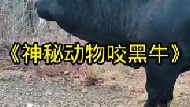 大黑牛被神秘动物偷袭