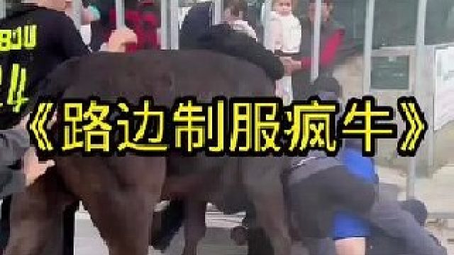 疯牛跑上马路，大家共同努力制服疯牛