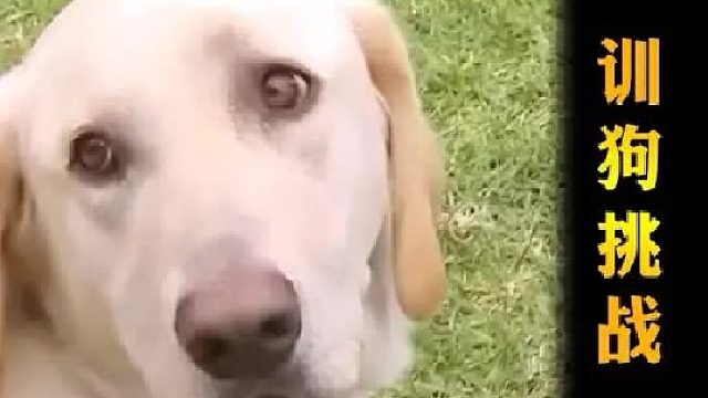 硬核训狗挑战，专业训犬师vs零帧上口的恶犬，谁是赢家？