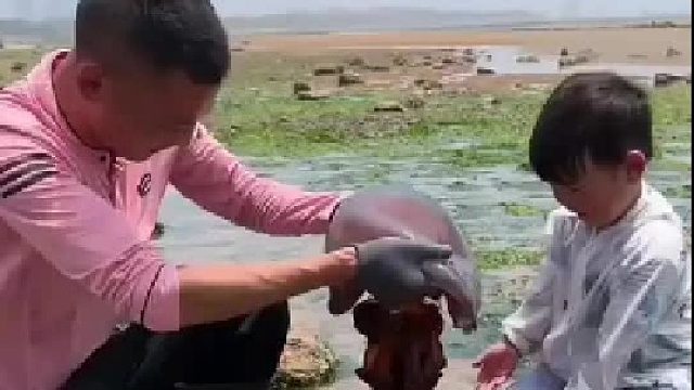 户外赶海抓海鲜