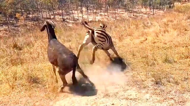 驴想靠近小斑马，被母斑马击退了