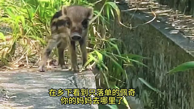 在乡下看到只落单的佩奇，你的妈妈去哪里了