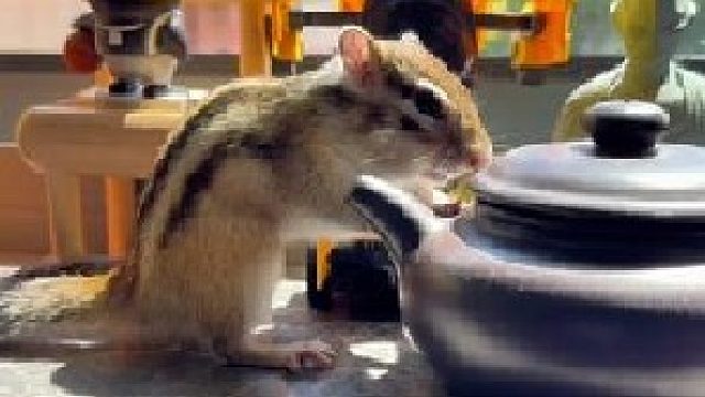 怎么到猫砂盆里了？萌宠