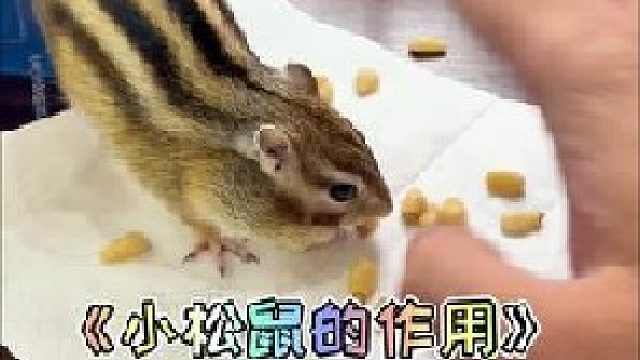 怎样才能吃到剥好的松子？