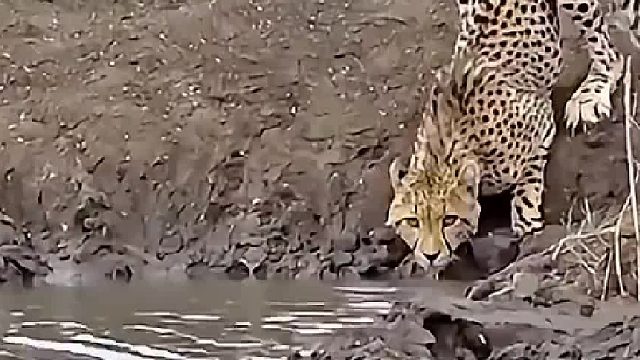 猎豹喝水被鳄鱼拖入水中死亡翻滚