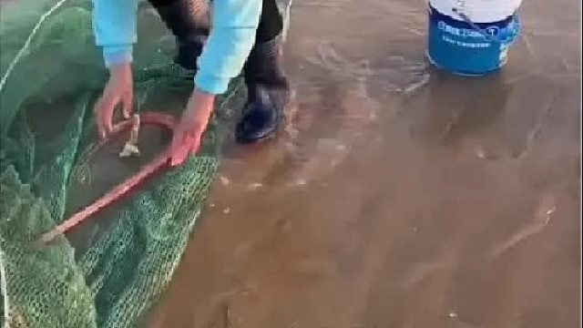 户外赶海抓海鲜