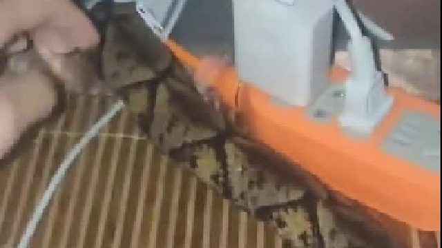 你这摆拍成功惊到我了，虽然我们这边没有毒蛇，但这三角头是标配吧？