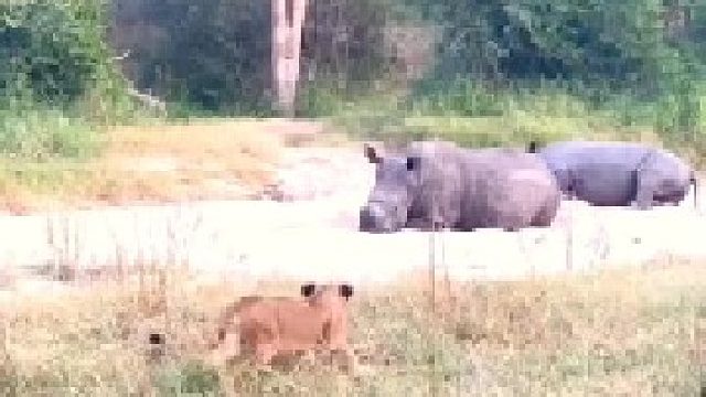 小狮子胆子太大了，竟然敢靠近犀牛！