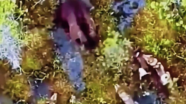 在山上练习无人机，拍到了狼群围攻大黑熊，自然界真是弱肉强食