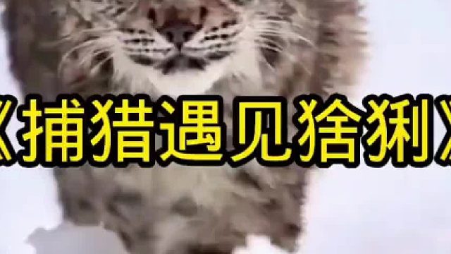 男子雪地捕猎，发现地上有大型脚印，结果是一只猞猁