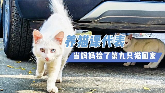 大妈捡猫被大爷骂，最后大爷还是被猫咪治愈了