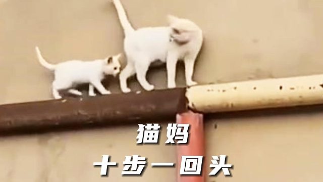 猫咪十步一回头，不信你们数