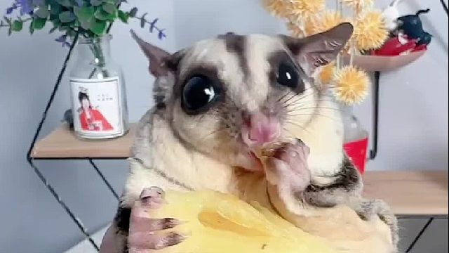 今天吃的凤梨，肚子胖胖，生活旺旺