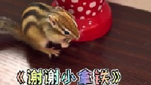 这次要谢谢小拿铁！