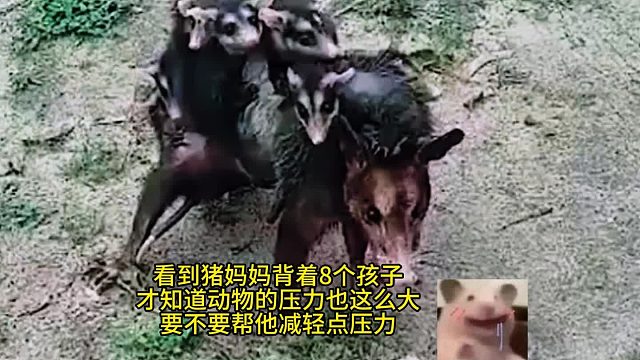 看到猪妈妈背着8个孩子，才知道动物的压力也这么大