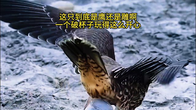 这只到底是鹰还是雕啊，一个破杯子玩得这么开心