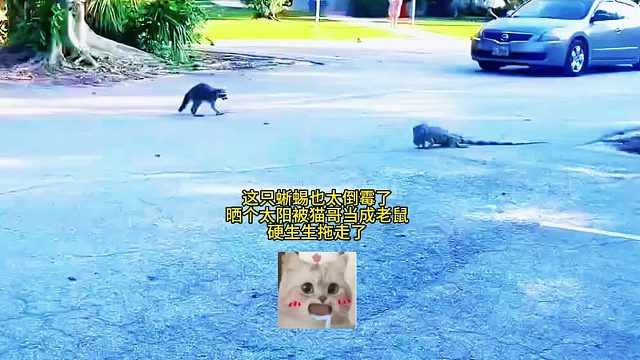 这只蜥蜴也太倒霉了，晒个太阳被猫哥当成老鼠，硬生生拖走了