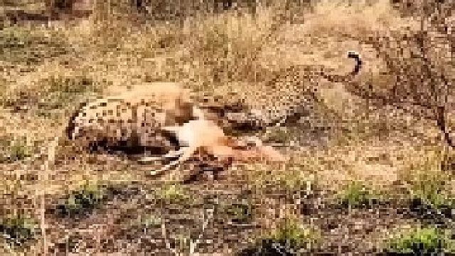 花豹与鬣狗争夺羚羊大餐