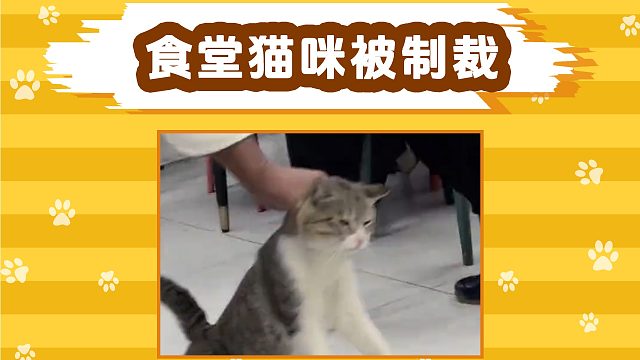 猫咪：这么多人看着，能不能给点面子！