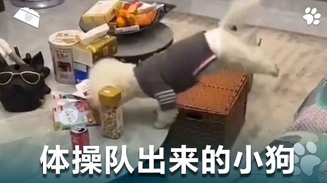 体操队出来的小狗，身手矫健