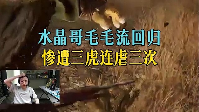水晶哥毛毛流回归，惨遭三虎连虐三次