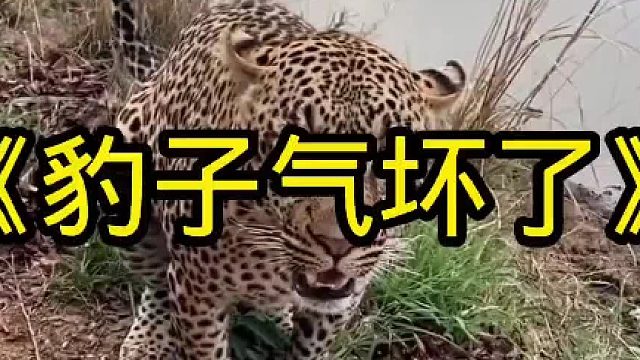 豹子捕捉猎物，结果被制止，这把豹子气坏了