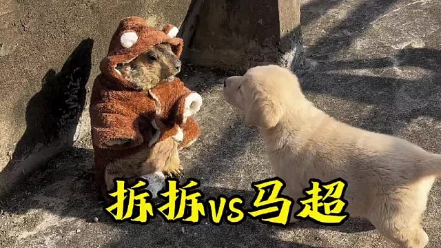 今天带拆拆出来晒个太阳。