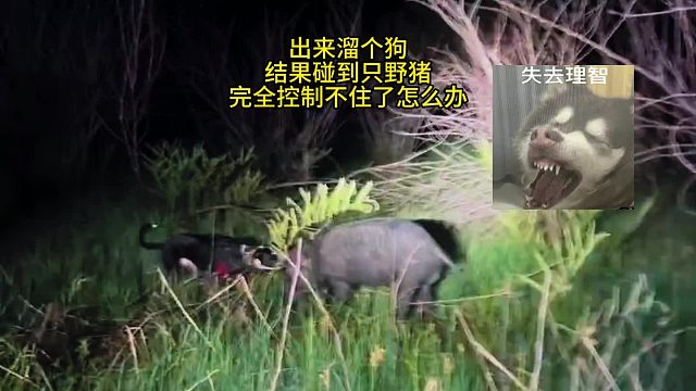 出来溜个狗，结果碰到只野猪，完全控制不住了怎么办