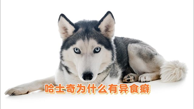 哈士奇产生异食癖的缘故，别忽视了！
