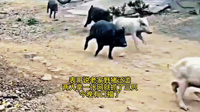 表哥说老家野猪泛滥，两人拿一张网就抓了三只，今晚有口福了