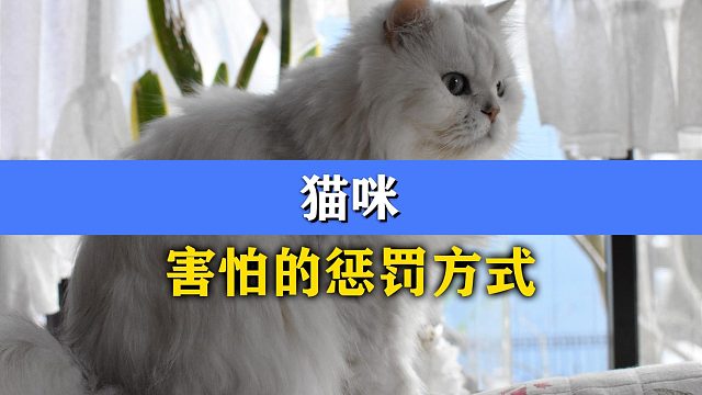 猫咪害怕的惩罚方式，养猫小白一定要知道