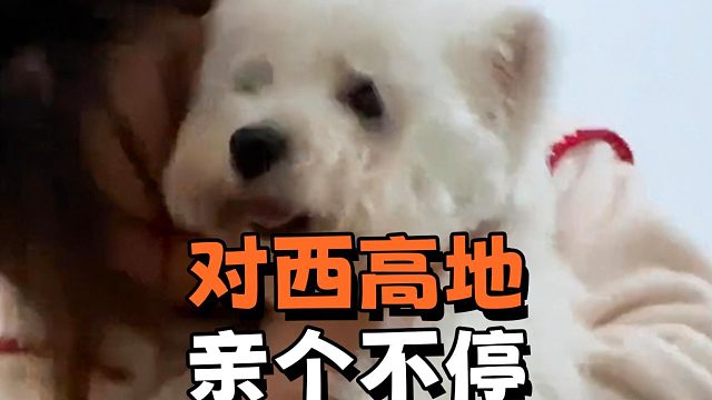 当你拥有一只西高地，真的会迷恋上吸狗！