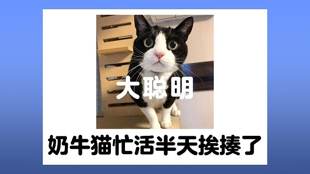 奶牛猫八百个心眼子，忙活半天还是挨揍了！