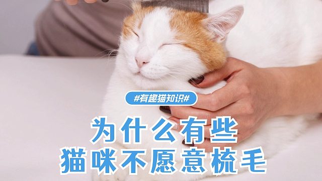 有些猫咪不愿意梳毛，原因其实是这样的！