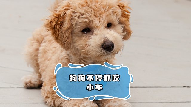 小狗每日追着一辆车抓咬，是为了“复仇”？