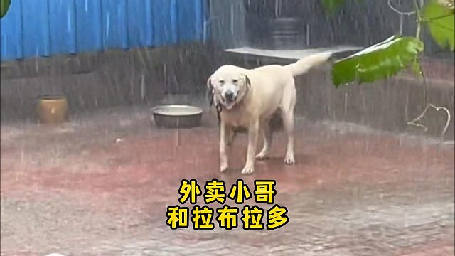 善良的外卖小哥，救了一只大雨中的拉布拉多