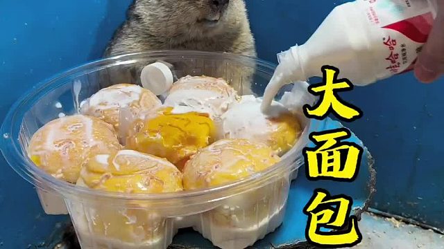 吃盒大面包吧！