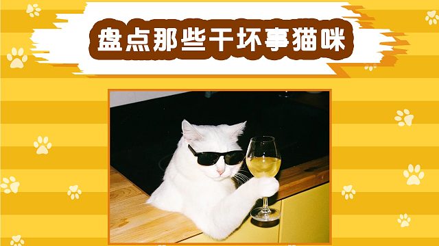 盘点那些刚坏事的猫咪