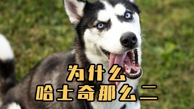 哈士奇为什么那么二，是天生的吗？