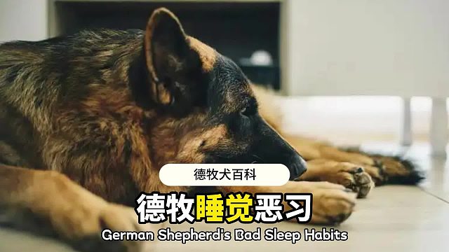 德牧睡觉的4个问题，你家有吗？