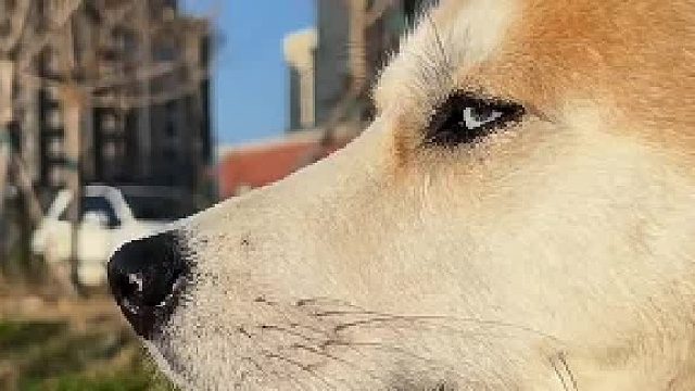 冷酷的黄色二哈