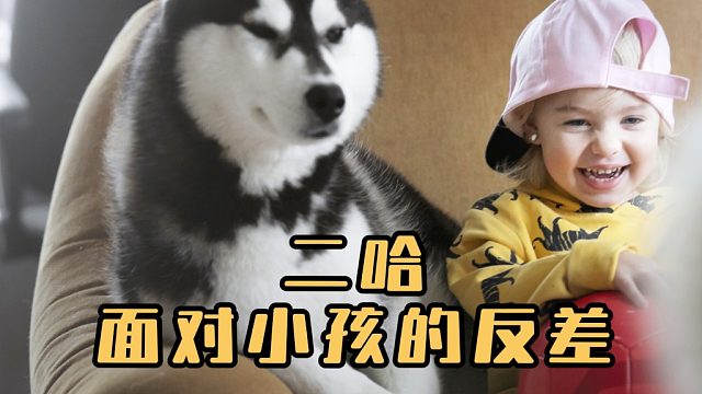 小孩子有多招人烦，二哈都受不了！