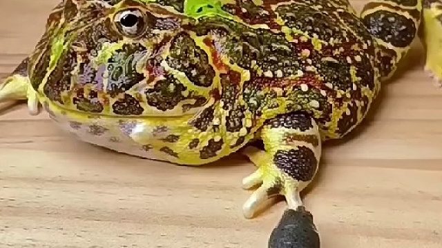 这“娃”太凶猛了