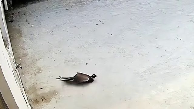 棒打狍子瓢舀鱼，野鸡飞到饭锅里
