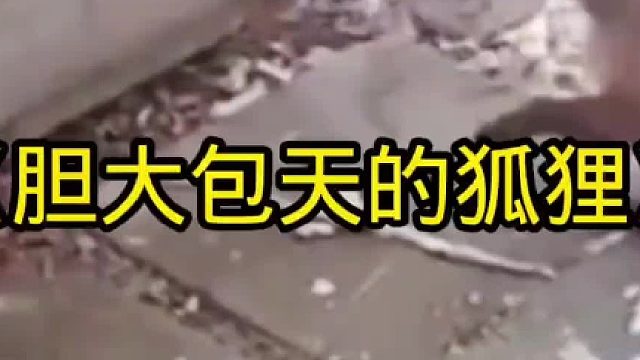 胆大包天的狐狸，三番五次闯进农户家里，农户喂的狗都要被狐狸欺负