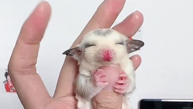 软糯糯的桃心马赛克妹妹