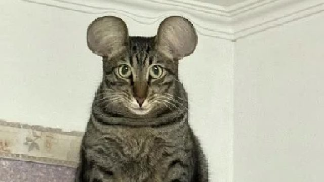 一只猫包圆十二生肖