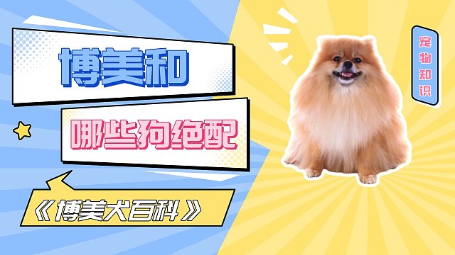 博美和哪些狗绝配？真的好好磕！