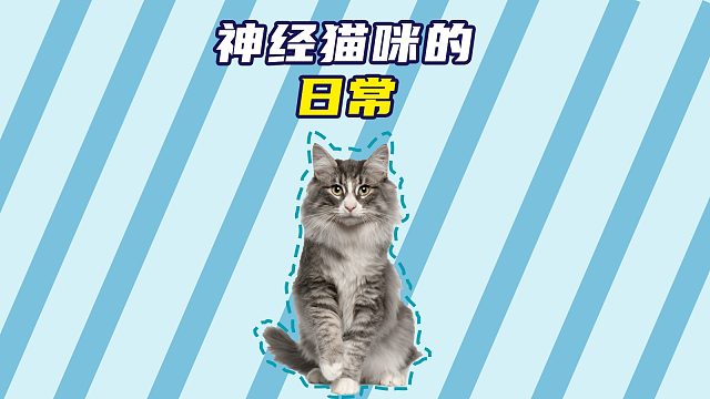 盘点那些神经猫咪，多少都有点不正常！