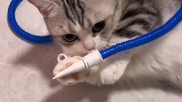 阿发的短腿有救了！